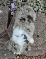 Mini Aspen, a female Miniature Aussiedoodle for sale in Celina, OH – 6 of 10