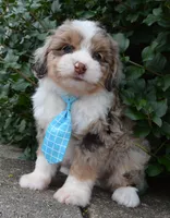 Mini Asher, a male Miniature Aussiedoodle for sale in Celina, OH – 3 of 10