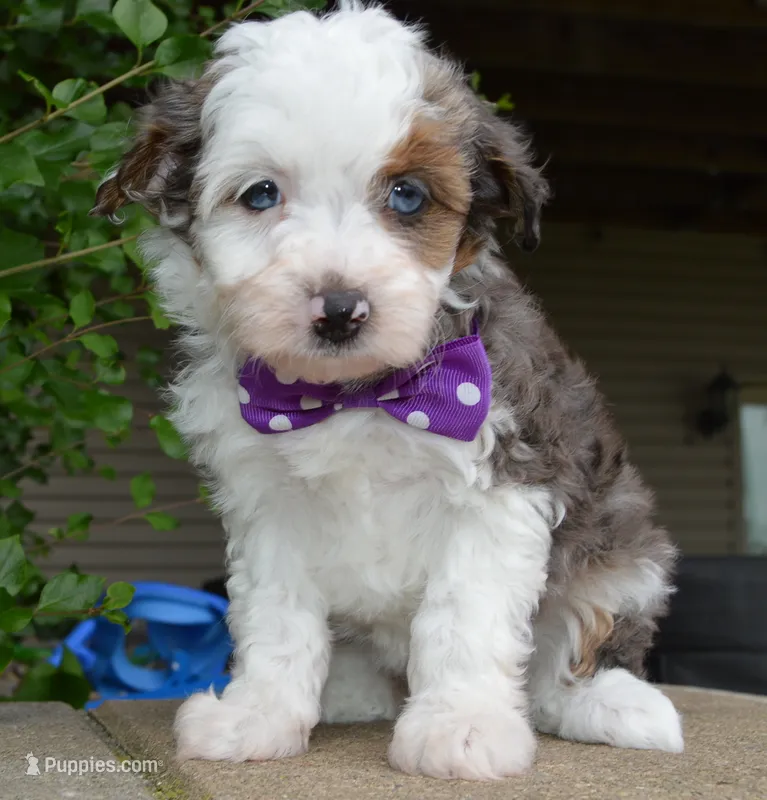 Mini Aspen – Miniature Aussiedoodle puppy for sale in Celina, OH
