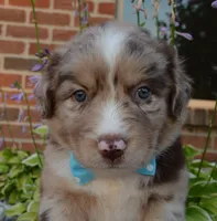 Abby, a female Australian Shepherd for sale in Celina, OH – 8 of 10