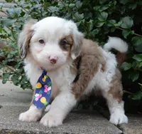Mini Auggie, a male Miniature Aussiedoodle for sale in Celina, OH – 1 of 10