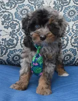 Mini Asher, a male Miniature Aussiedoodle for sale in Celina, OH – 4 of 10