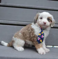 Mini Auggie, a male Miniature Aussiedoodle for sale in Celina, OH – 7 of 10