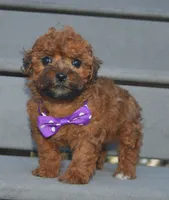 Snickers, a female Shihpoo for sale in Celina, OH – 3 of 10