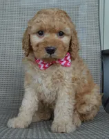 Mini Gigi, a male Miniature Goldendoodle for sale in Celina, OH – 7 of 10