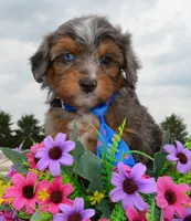 Mini Ace, a male Miniature Aussiedoodle for sale in Celina, OH – 5 of 10