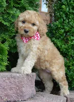 Mini Gigi, a male Miniature Goldendoodle for sale in Celina, OH – 6 of 10