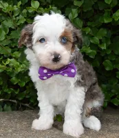 Mini Aspen, a female Miniature Aussiedoodle for sale in Celina, OH – 2 of 10