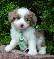 Mini Arlo, a male Miniature Aussiedoodle for sale in Celina, OH – 8 of 10