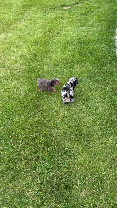 Mini Asher, a male Miniature Aussiedoodle for sale in Celina, OH – 9 of 10