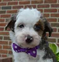 Mini Aspen, a female Miniature Aussiedoodle for sale in Celina, OH – 7 of 10