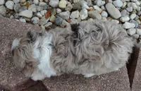 Mini Asher, a male Miniature Aussiedoodle for sale in Celina, OH – 6 of 10