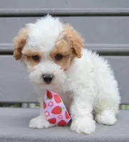 Mini Parker, a male Poodle - Miniature  for sale in Celina, OH – Photo 4 of 10