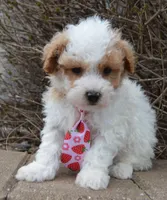 Mini Parker, a male Poodle - Miniature  for sale in Celina, OH – Photo 3 of 10