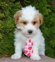 Mini Parker, a male Poodle - Miniature  for sale in Celina, OH – Photo 8 of 10