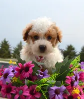 Mini Parker, a male Poodle - Miniature  for sale in Celina, OH – Photo 5 of 10