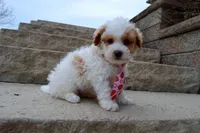 Mini Parker, a male Poodle - Miniature  for sale in Celina, OH – Photo 10 of 10