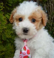 Mini Parker, a male Poodle - Miniature  for sale in Celina, OH – Photo 9 of 10