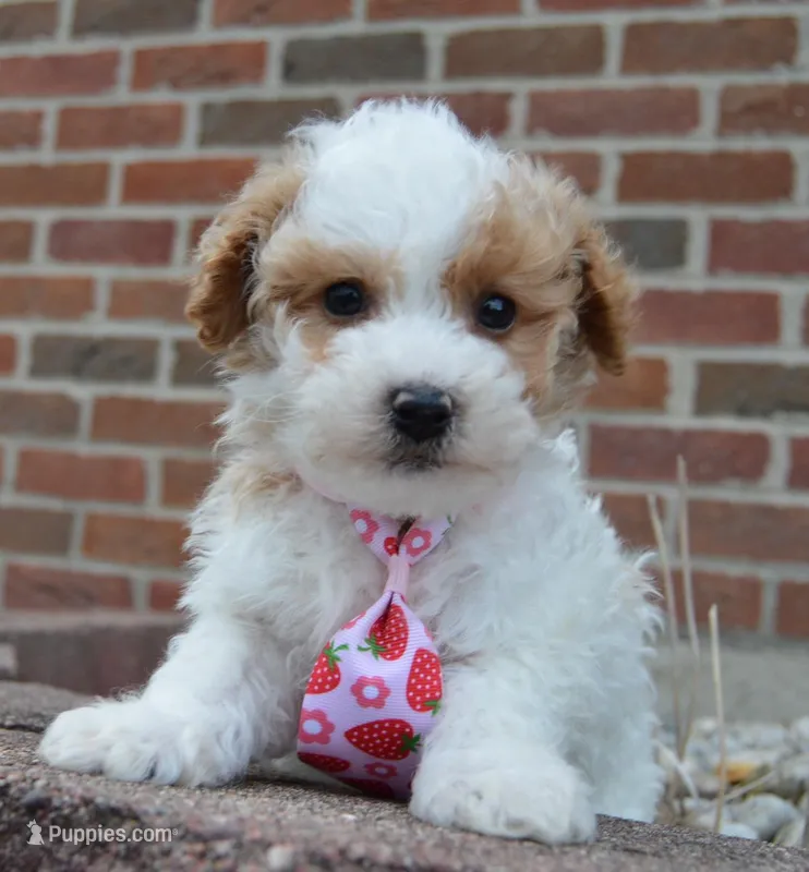 Mini Parker – Poodle - Miniature  puppy for sale in Celina, OH