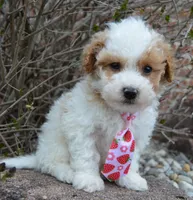 Mini Parker, a male Poodle - Miniature  for sale in Celina, OH – Photo 6 of 10