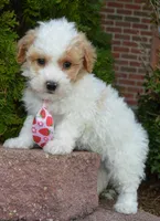 Mini Parker, a male Poodle - Miniature  for sale in Celina, OH – Photo 7 of 10