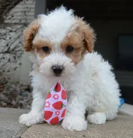 Mini Parker, a male Poodle - Miniature  for sale in Celina, OH – Photo 2 of 10