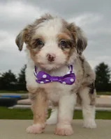 Mini Aspen, a female Miniature Aussiedoodle for sale in Celina, OH – 10 of 10
