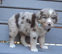 Abby, a female Australian Shepherd for sale in Celina, OH – 4 of 10
