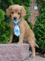 Mini Gordon, a male Miniature Goldendoodle for sale in Celina, OH – 10 of 10
