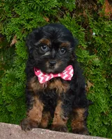 Sunny, a female Shihpoo for sale in Celina, OH – 3 of 10