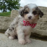 Mini Ava, a female Miniature Aussiedoodle for sale in Celina, OH – 2 of 10