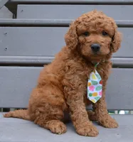 Mini Gus, a male Miniature Goldendoodle for sale in Celina, OH – 10 of 10