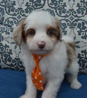 Mini Ace, a male Miniature Aussiedoodle for sale in Celina, OH – 2 of 10