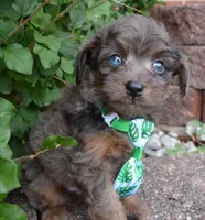 Mini Axel, a male Miniature Aussiedoodle for sale in Celina, OH – 7 of 10