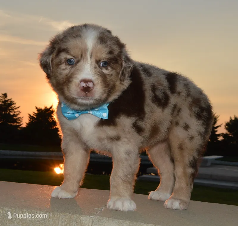 Abby – Australian Shepherd puppy for sale in Celina, OH
