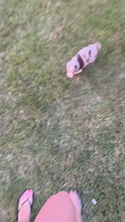 Angel, a female Australian Shepherd for sale in Celina, OH – 10 of 10