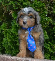 Mini Ace, a male Miniature Aussiedoodle for sale in Celina, OH – 3 of 10