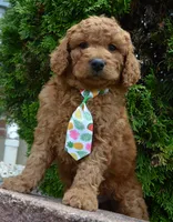 Mini Gus, a male Miniature Goldendoodle for sale in Celina, OH – 8 of 10