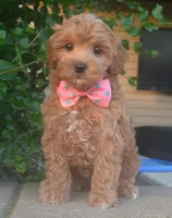 Sadie, a female Shihpoo for sale in Celina, OH – 5 of 10