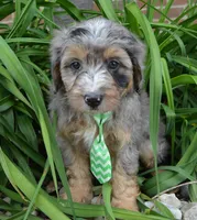 Mini Asher, a male Miniature Aussiedoodle for sale in Celina, OH – 8 of 10