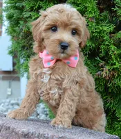 Sadie, a female Shihpoo for sale in Celina, OH – 8 of 10