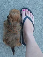 TINY Sam, a male Shihpoo for sale in Celina, OH – 8 of 10