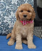 Mini Gigi, a male Miniature Goldendoodle for sale in Celina, OH – 9 of 10