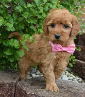 Mini Gabby, a female Miniature Goldendoodle for sale in Celina, OH – 10 of 10