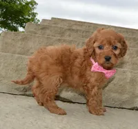 Mini Gabby, a female Miniature Goldendoodle for sale in Celina, OH – 6 of 10