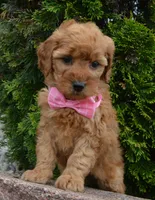 Mini Gabby, a female Miniature Goldendoodle for sale in Celina, OH – 4 of 10