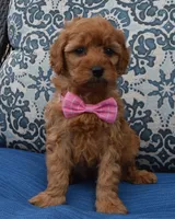 Mini Gabby, a female Miniature Goldendoodle for sale in Celina, OH – 8 of 10