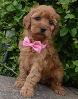 Mini Gabby, a female Miniature Goldendoodle for sale in Celina, OH – 7 of 10