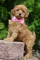 Mini Gabby, a female Miniature Goldendoodle for sale in Celina, OH – 5 of 10