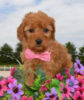 Mini Gabby, a female Miniature Goldendoodle for sale in Celina, OH – 9 of 10